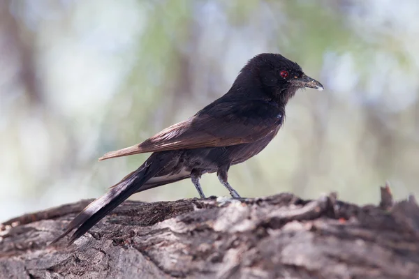 Drongo à queue fourche — Photo