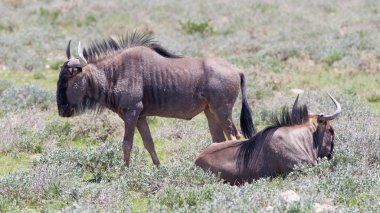 etkin Milli Parkı ovalarında yürüyen wildebeest