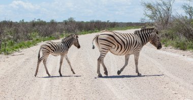 roa Burchell zebra (equus burchelli) genç crossing ile çakıl