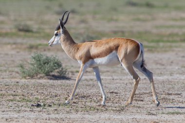Springbok antilobu (Antidorcas marsupialis)