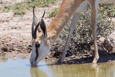 Springbok antilop (antidorcas marsupialis), yakın çekim, içme