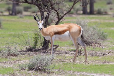 Springbok antilobu (Antidorcas marsupialis)