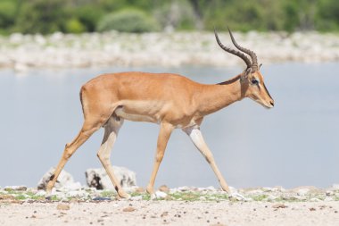 Erkek Kara yüzlü Impala (Aepyceros melampus petersi)