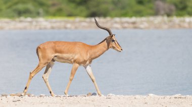 Erkek Kara yüzlü Impala (Aepyceros melampus petersi)
