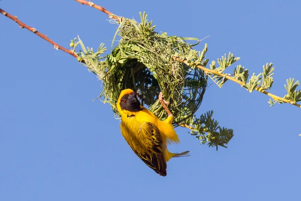 Tisseur masqué jaune du Sud — Photo