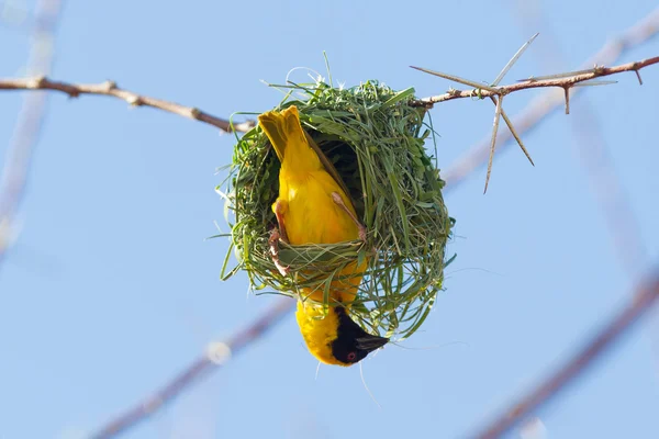 Southern Yellow Masked Weaver — Stock Photo, Image