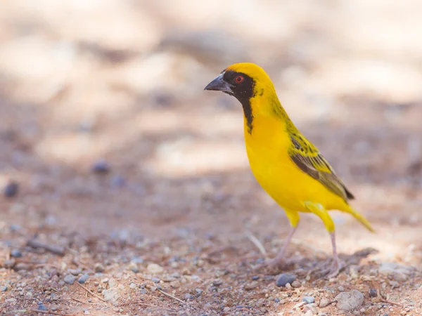 Southern Yellow Masked Weaver, accent sélectif sur les yeux — Photo