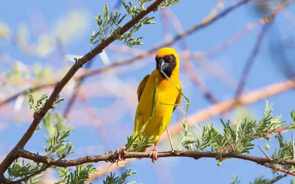 Tecelão mascarado amarelo do sul — Fotografia de Stock