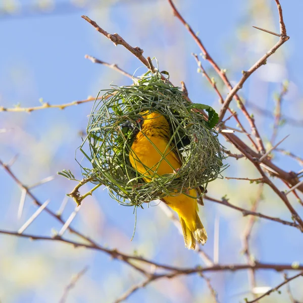 Südlicher Gelbmaskenweber — Stockfoto