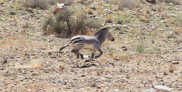Zebra assustada correndo e deixando um rastro de poeira — Fotografia de Stock