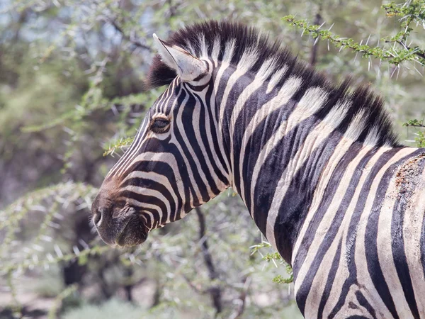 Burchells Zebra (equus burchelli)) — Stockfoto