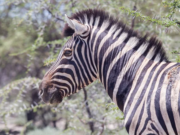 Burchells 斑马 （equus burchelli) — 图库照片