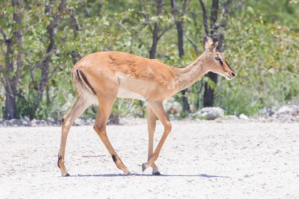 Männliche Schwarzgesichtimpala (aepyceros melampus petersi)) — Stockfoto