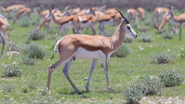 Антилопа Спрингбок (Antidorcas marsupialis) — стоковое фото