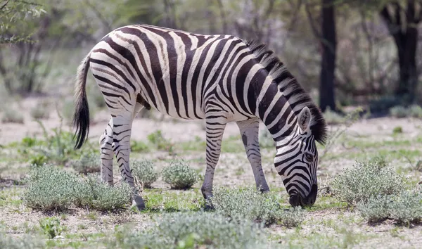 Burchell zebra (Equus Burchelli) — Stok fotoğraf