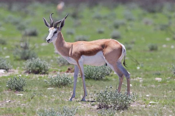 Springbok antilope (Antidorcas marsupialis) — Stockfoto