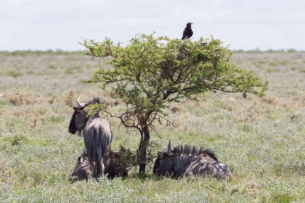 Keresek: a síkság, etosha Nemzeti Park árnyékban GNÚ — Stock Fotó