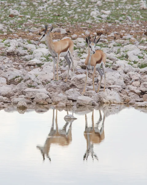 Springbok antelope (Antidorcas marsupialis) — Stock Photo, Image