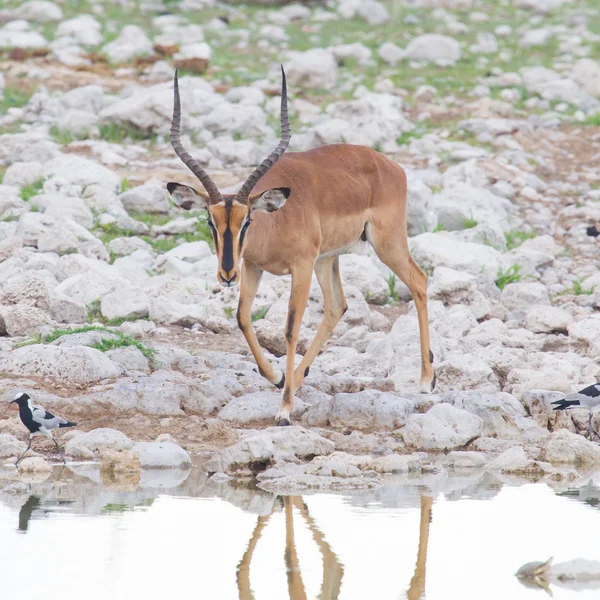 Αρσενικό μαύρο-που αντιμετωπίζουν impala (Aepyceros Μελάμποδας petersi) — Φωτογραφία Αρχείου