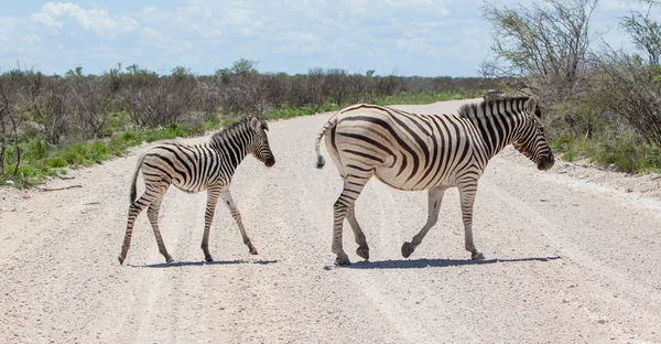 Burchells zebra (Equus Burchelli) with young crossing gravel roa — Stock Photo, Image