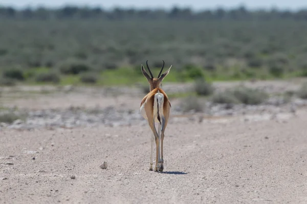 Антилопа Спрингбок (Antidorcas marsupialis) уходит — стоковое фото