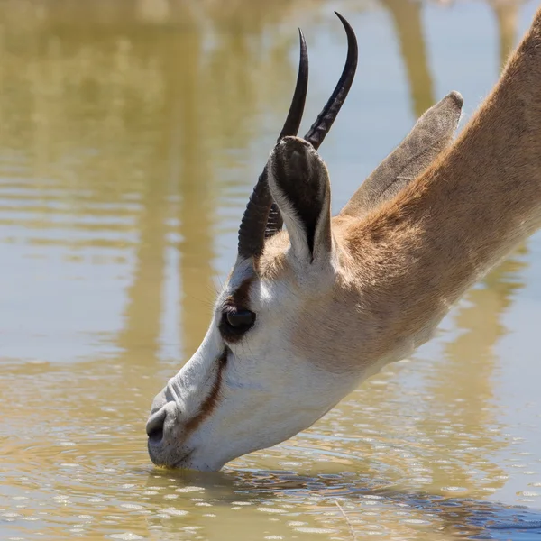 Antilope de Springbok (Antidorcas marsupialis), gros plan, boire — Photo