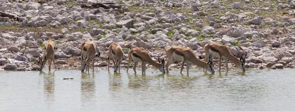 Springbok antilop (antidorcas marsupialis), yakın çekim, içme