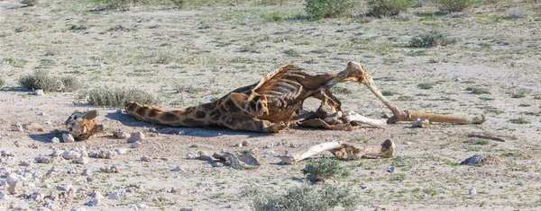 Gedood giraffe — Stockfoto