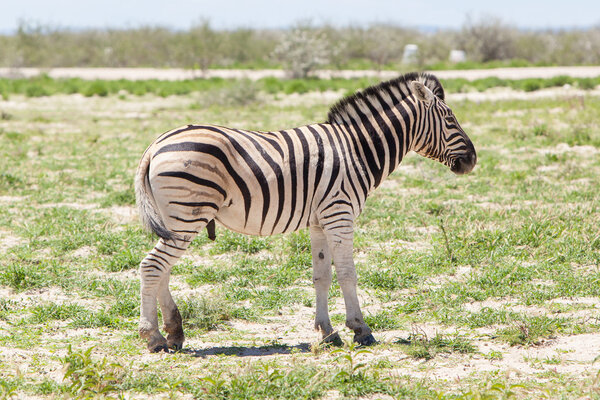 Burchells zebra (Equus Burchelli), Etosha National Park, Namibia