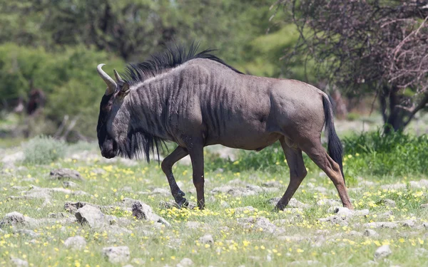 누 우 etosha 국립 공원의 평원을 산책 — 스톡 사진