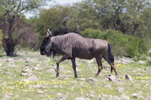 Gnus spazieren durch die Ebenen des Etoscha-Nationalparks — Stockfoto