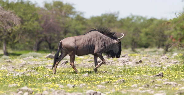 Les gnous marchent dans les plaines du parc national d'Etosha — Photo