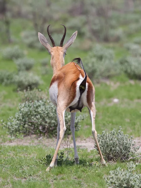 Antilopa skákavá antilopa (antidorcas marsupialis) pooping — Stock fotografie