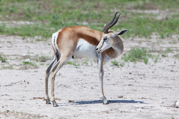 Springbok antilop (Antidorcas marsupialis)) — Stock Fotó
