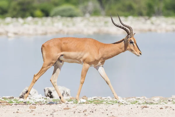 Impala macho de cara negra (Aepyceros melampus petersi ) — Foto de Stock