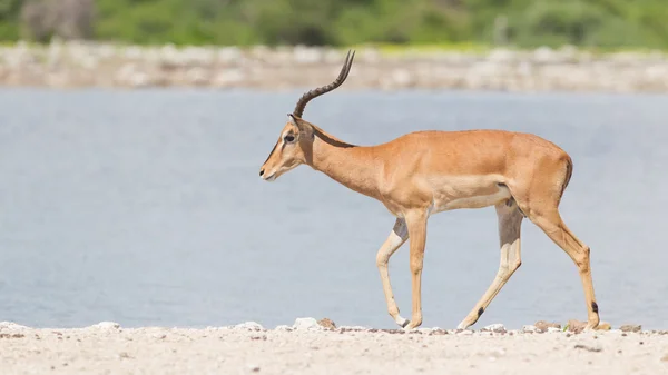 Impala macho de cara negra (Aepyceros melampus petersi ) —  Fotos de Stock