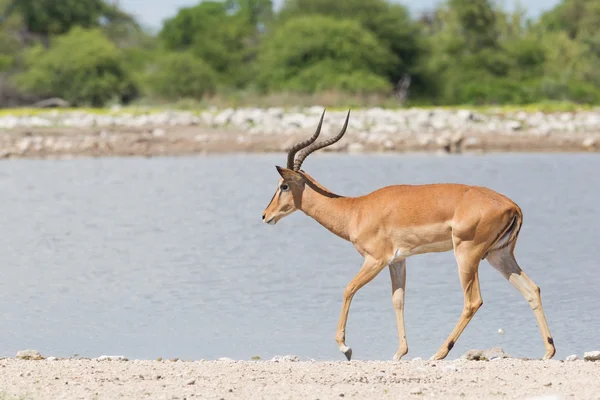 Férfi fekete arcú impala (Aepyceros melampus petersi) — Stock Fotó