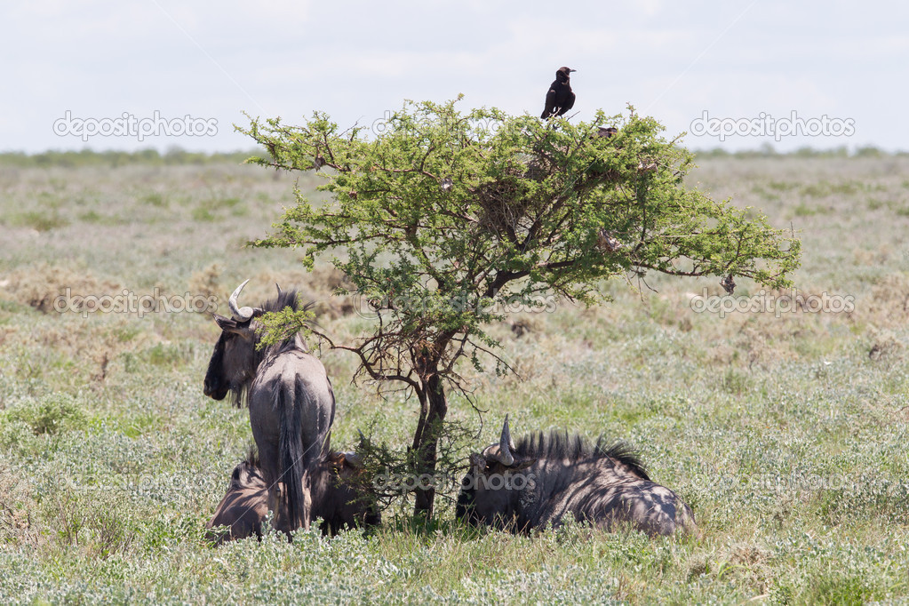 Wildebeest seeking shade at the plains of Etosha National Park