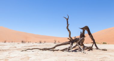 ölü akasya ağaçları ve kırmızı dunes namib Çölü