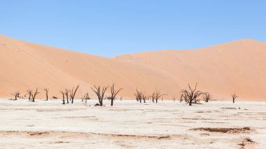 ölü akasya ağaçları ve kırmızı dunes namib Çölü