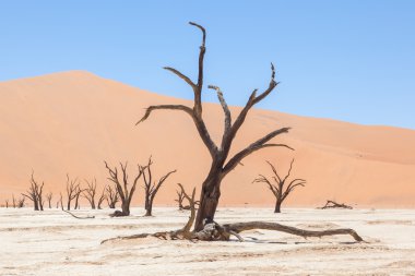 ölü akasya ağaçları ve kırmızı dunes namib Çölü