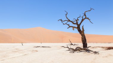 ölü akasya ağaçları ve kırmızı dunes namib Çölü