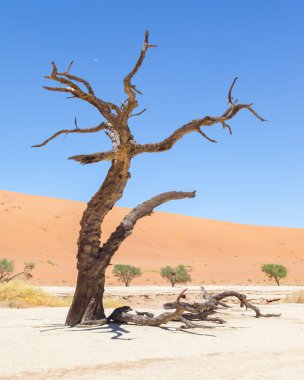 ölü akasya ağaçları ve kırmızı dunes namib Çölü