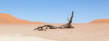 ölü akasya ağaçları ve kırmızı dunes namib Çölü