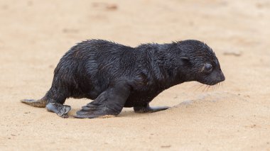 Cape kürk mühür (Arctocephalus pusillus)