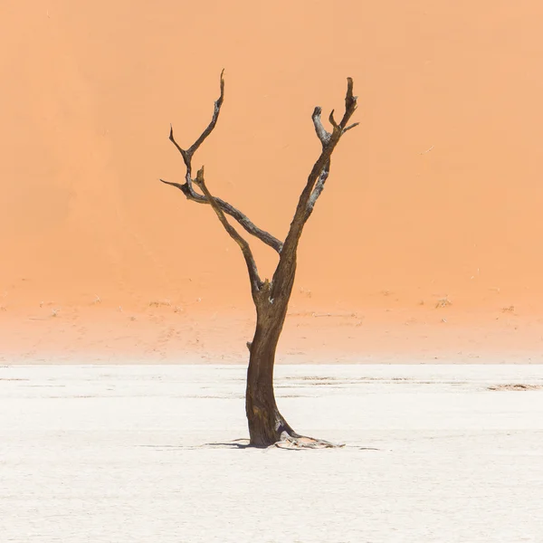 Árvores de acácia mortas e dunas vermelhas do deserto do Namib — Fotografia de Stock