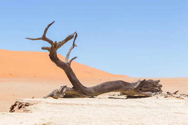 Árboles de acacia muertos y dunas rojas del desierto de Namib — Foto de Stock