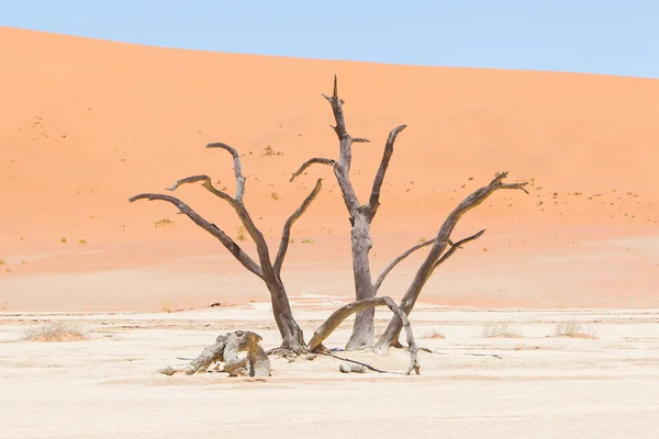 Árboles de acacia muertos y dunas rojas del desierto de Namib — Foto de Stock