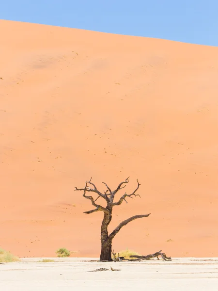 Samotna akacja martwe drzewo na pustyni namib — Zdjęcie stockowe