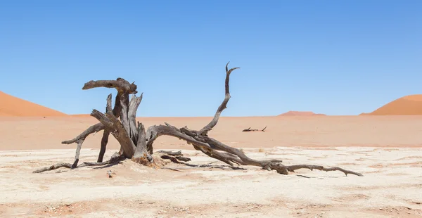 Halott akác fák, és a piros homokdűnék a Namíb-sivatag — Stock Fotó